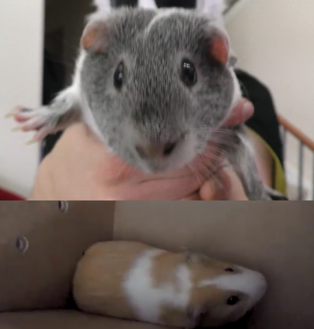 File:GuineaPigs2016.png