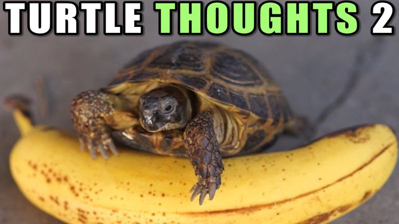 File:TurtleThoughts.jpg